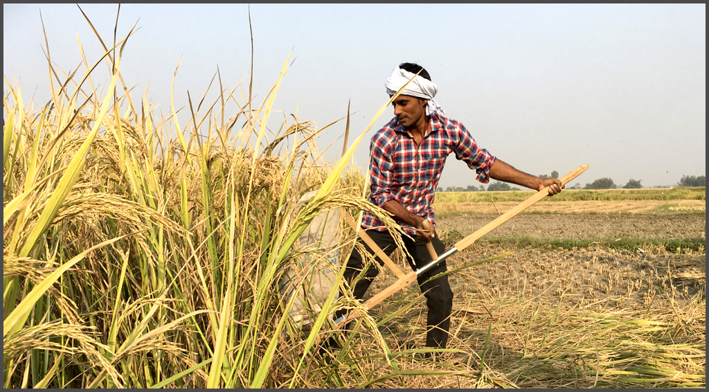 *Harvesting Rice Paddy with a Scythe, Varanasi, 2017